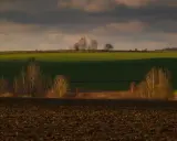 Zachód słońca nad polami, tworzący malownicze plany fotograficzne. Drzewa na tle zielonych pól i ciemnego nieba.