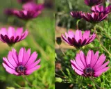 Fotografia makro ukazuje fioletowe kwiaty z bliska.